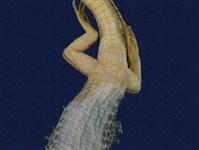 Stejneger's grass lizard Collection Image, Figure 9, Total 9 Figures